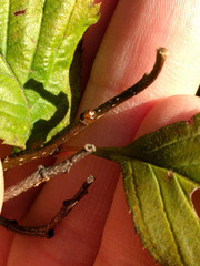 Crataegus calpodendron
