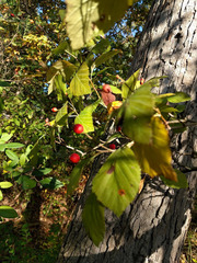 Crataegus calpodendron