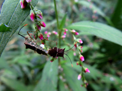 Cletomorpha simulans