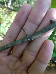 Crataegus calpodendron