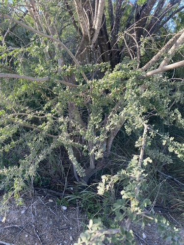 Senegalia wrightii, photograph 2