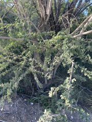 Senegalia wrightii, photograph EJ Burns, CC BY, iNaturalist via GBIF