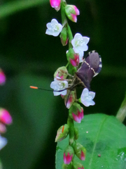 Cletomorpha simulans