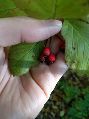 Crataegus calpodendron