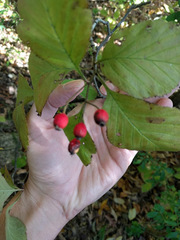 Crataegus calpodendron