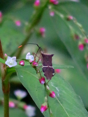 Cletomorpha simulans