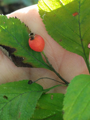 Crataegus calpodendron