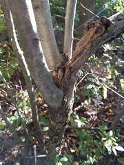 Crataegus calpodendron