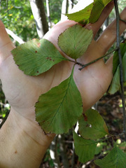 Crataegus calpodendron