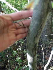 Crataegus calpodendron