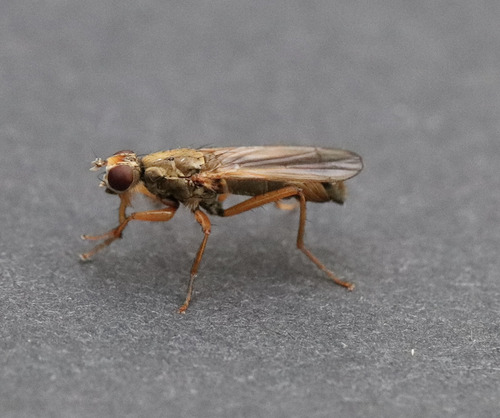 Pogonota gilvipes