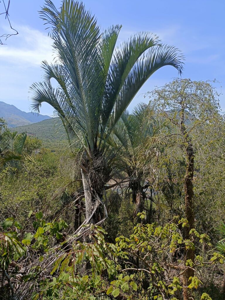 Cau Tam Giác – Dypsis decaryi