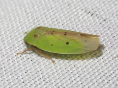 Ponana