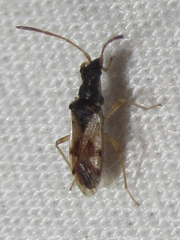 Pseudopamera setosa