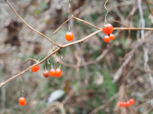Solanum japonense iNat (2)