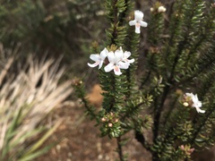 Westringia rubiifolia