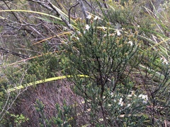 Westringia rubiifolia