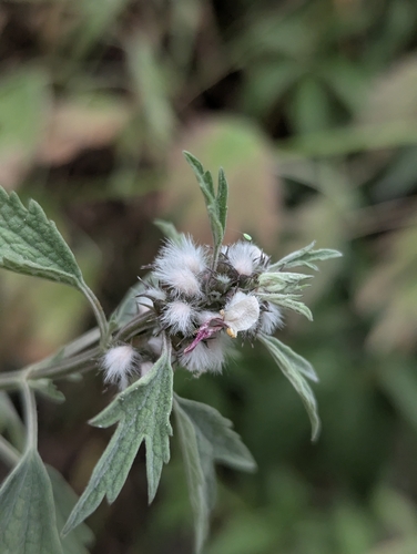 Turkestan Motherwort (Leonurus turkestanicus)