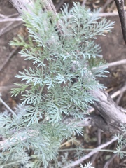 Ehrendorferia chrysantha