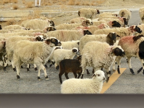 Domestic Sheep