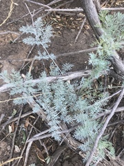 Ehrendorferia chrysantha