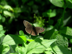 Ypthima multistriata