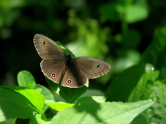 Ypthima multistriata