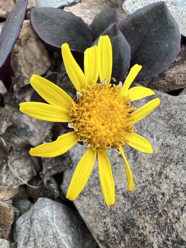 Senecio soldanella, photograph 1