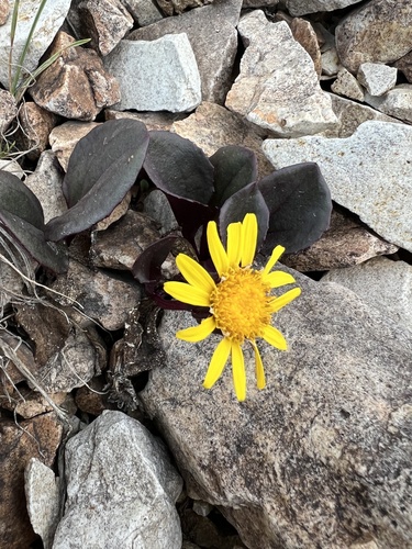 Senecio soldanella, photograph 2