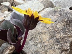 Senecio soldanella, photograph (c) Jared Shorma, some rights reserved (CC BY)