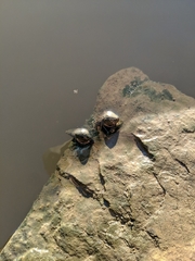 Elimia potosiensis