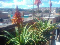Aloe vera
