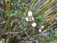 Spyridium gunnii