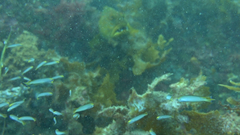 Trachinops noarlungae