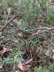 Podocarpus spinulosus