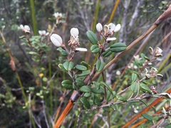 Spyridium gunnii