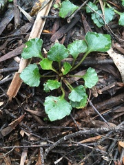 Viola serpentinicola