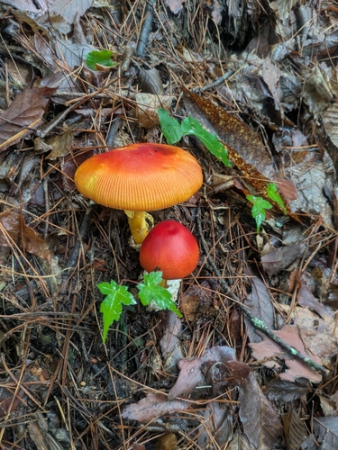 Amanita caesareoides