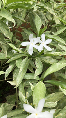 Tabernaemontana divaricata