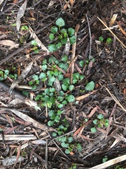 Viola serpentinicola