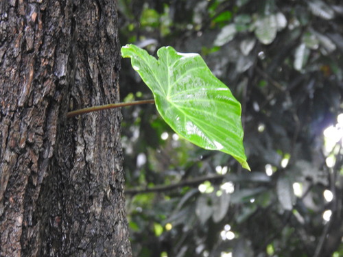Hitchhiker Elephant Ear (Remusatia vivipara)