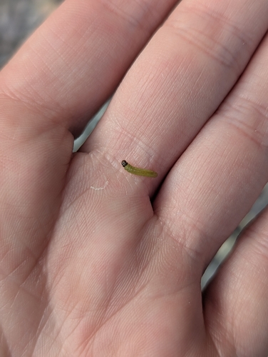 Western Black-headed Budworm photo 4