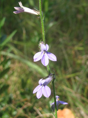 Lobelia reverchonii