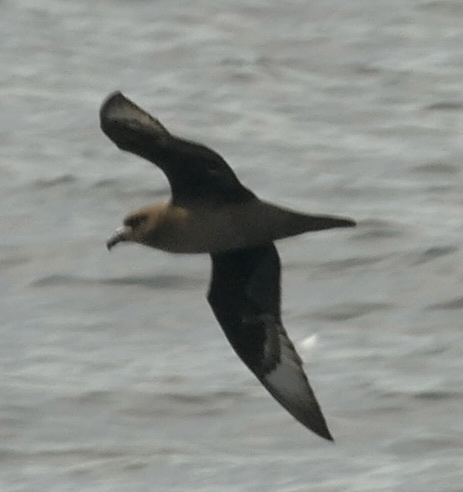 Providence Petrel (Pterodroma solandri), photo 2