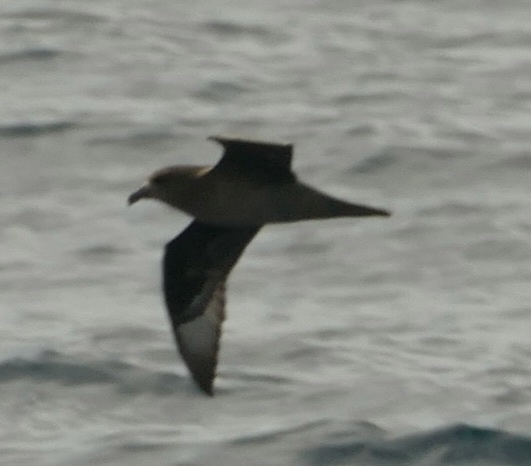 Providence Petrel (Pterodroma solandri), photo 3