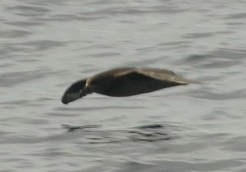 Providence Petrel (Pterodroma solandri), photo 4