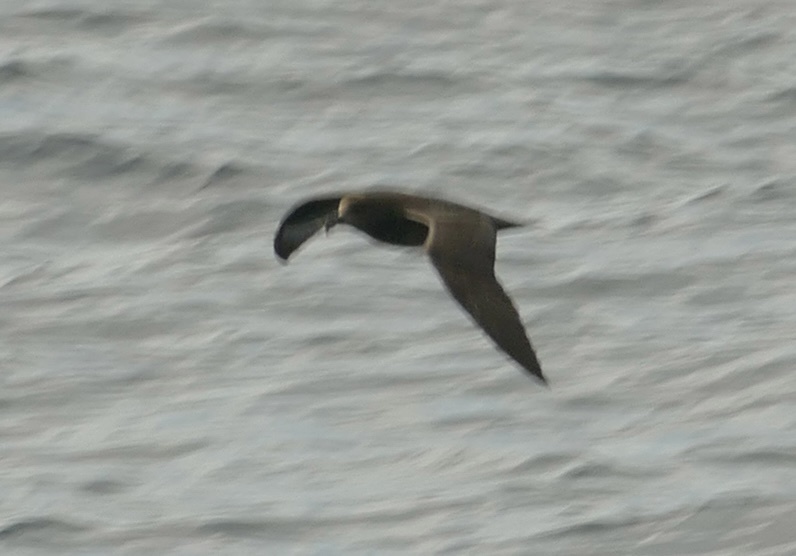 Providence Petrel (Pterodroma solandri), photo 5