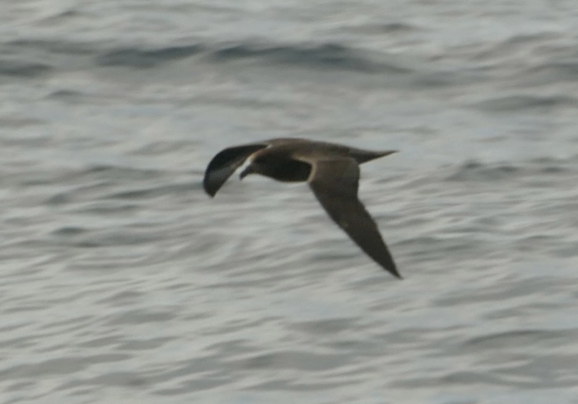 Providence Petrel (Pterodroma solandri), photo 6