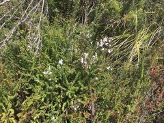 Epacris glabella