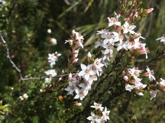 Epacris glabella
